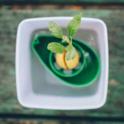 AvoSeedo, Dyrk Avocado 9 AvoSeedo, Dyrk Avocado -SmartaSaker butik 12772 3