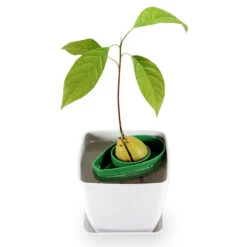 AvoSeedo, Dyrk Avocado 10 AvoSeedo, Dyrk Avocado -SmartaSaker butik 12772 4