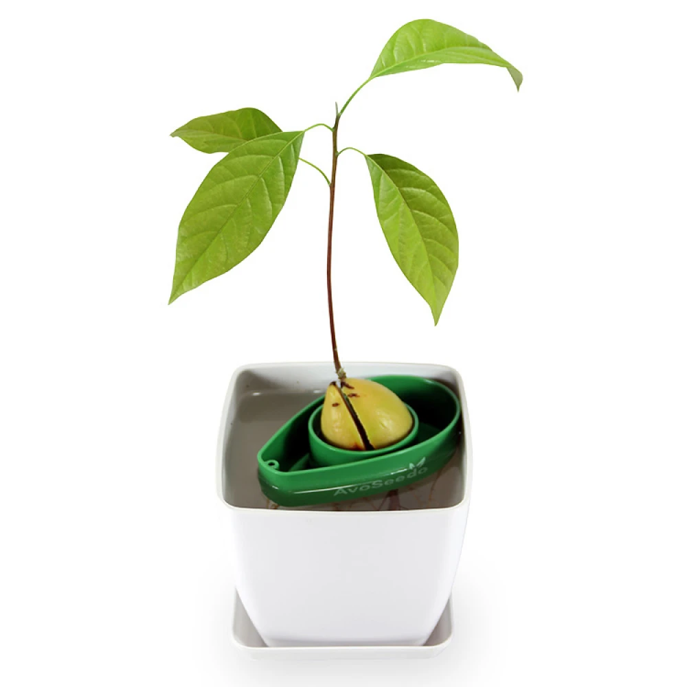 AvoSeedo, Dyrk Avocado 4 AvoSeedo, Dyrk Avocado - Billede 4