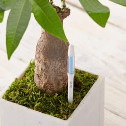 Fugtighedsmåler Til Krukker -SmartaSaker butik 12957 7