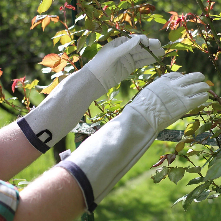 Rosehandsker 1 Rosehandsker