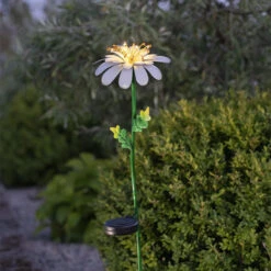 Solcelleblomst På Spyd, Daisy